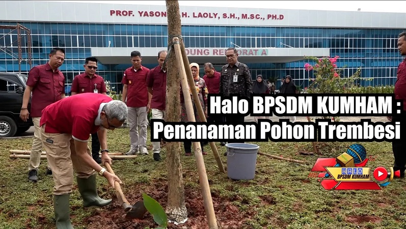pohon